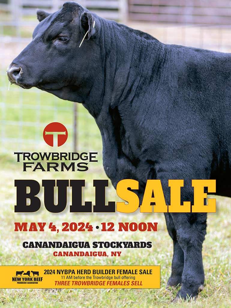 Sales Information Trowbridge Angus Angus Cattle Breeder Ghent